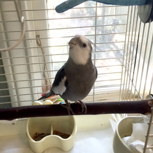 And the lighting is very good to highlight my grey and white manly plumage.