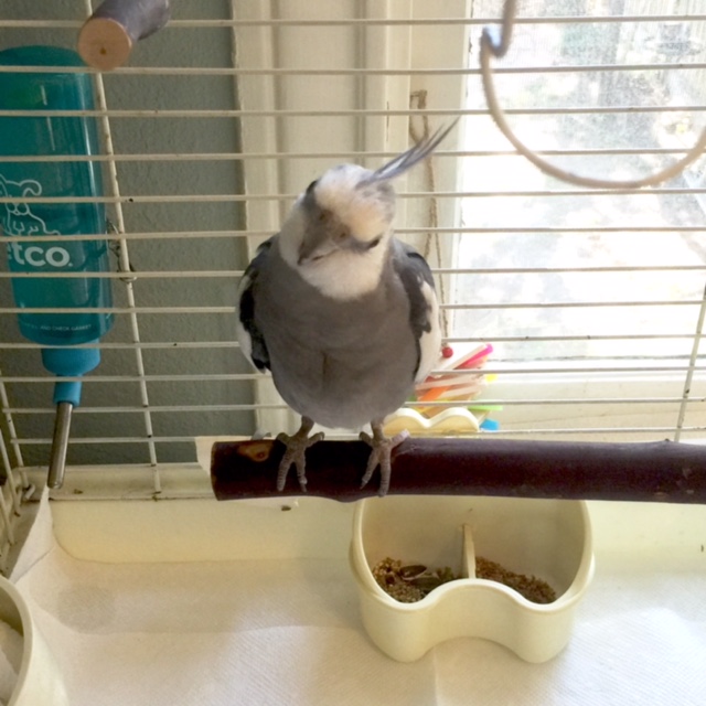 What do you mean, "there are no ladybirds here?" There will be after we do this photoshoot!