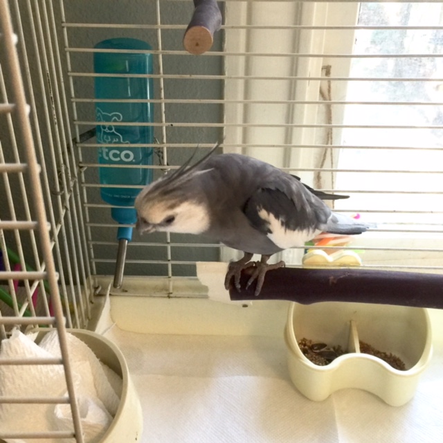 So let's scope out the scene - yup, it is nice and high above the ground, indicating "daringness."