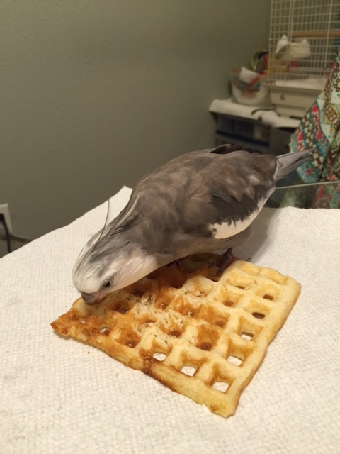 Now you can greet the waffle (who will no doubt be delighted to meet you).