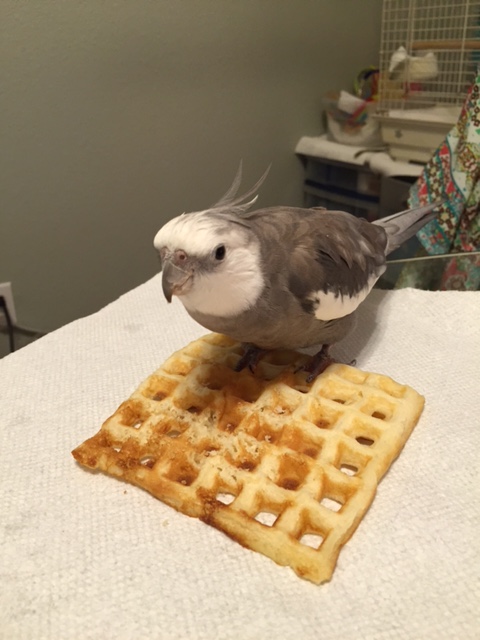 First. you want to walk right onto the waffle and grip it in your powerful talons. 
