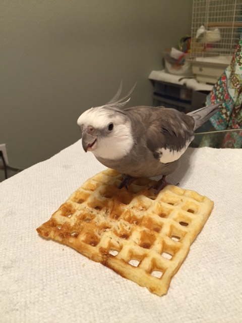 The moment you have it in your grip, bare your beak slightly so poachers will quickly back off.