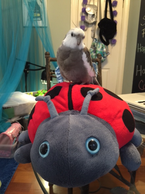 Although come to think of it, my large featherless assistant isn't fast either.