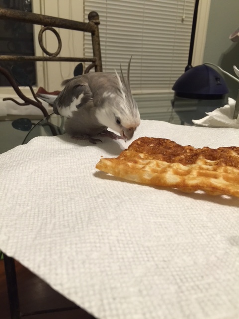 The fiercer you can look while doing this, the less likely any lurking poachers will be to spring.