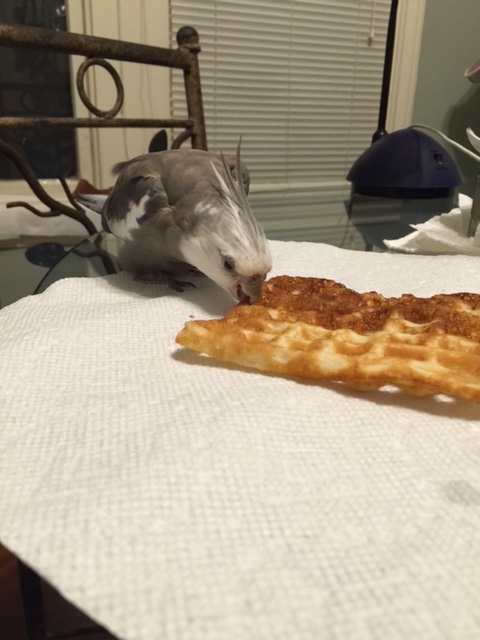 Only now that you have secured the prey from all angles is it safe to take a taste test.