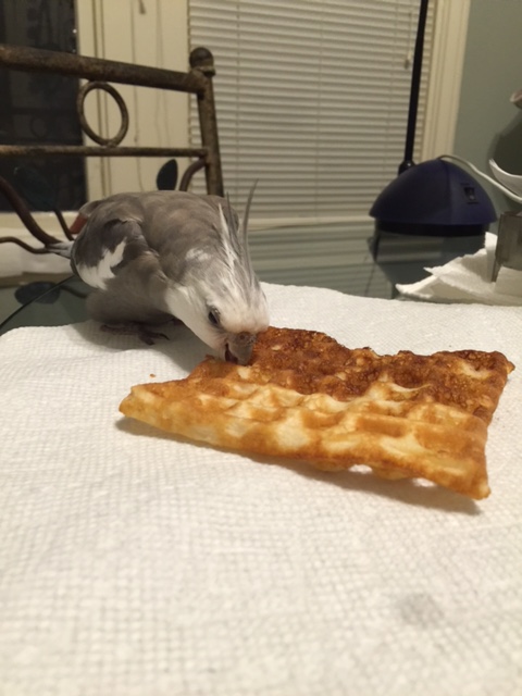 If the taste test pans out, you can begin to dine, but always keeping one wary eye trained for interlopers.