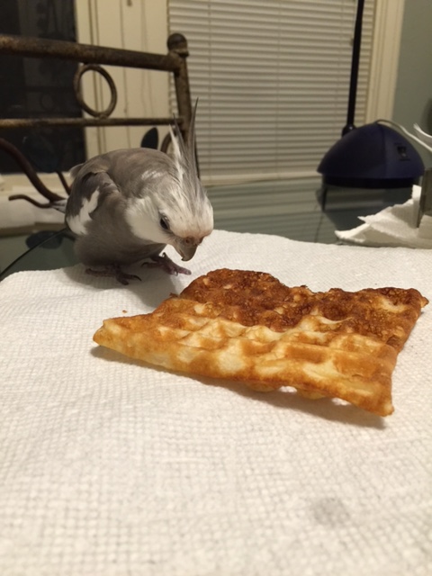 And then you need to look at the prey itself to make sure no poachers are hiding underneath it waiting to spring out at you!