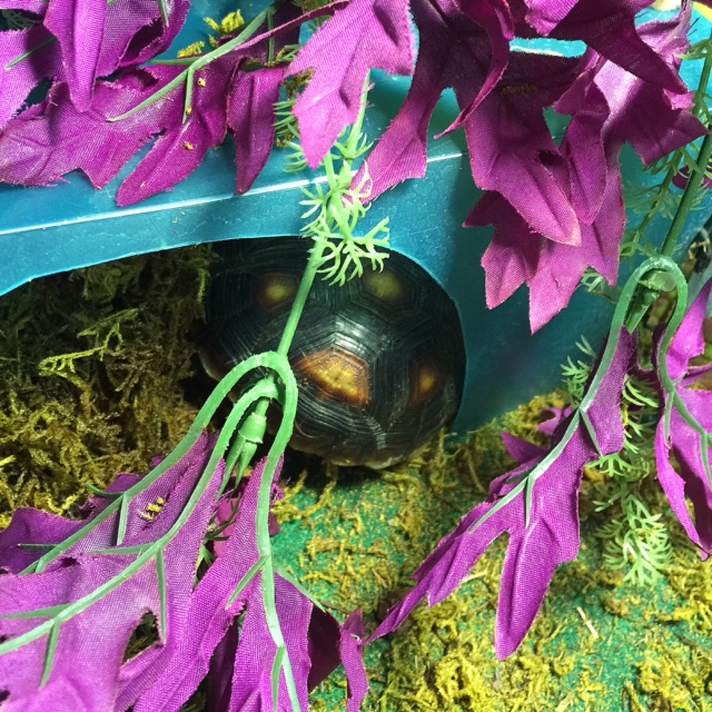 When your little shelled sister is asleep so you get Mom's attention all to yourself!