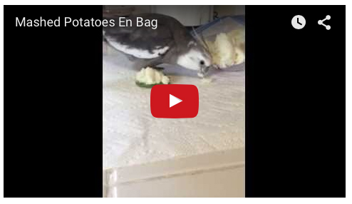 Click on the graphic or HERE to watch!