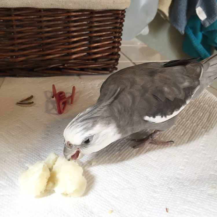 A certainly feathery diner digs in to a delicious portion of breakfast mashed potatoes.