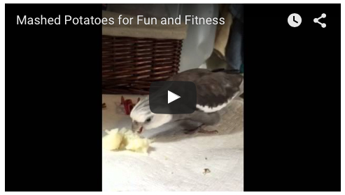 Click on the graphic or HERE to watch!