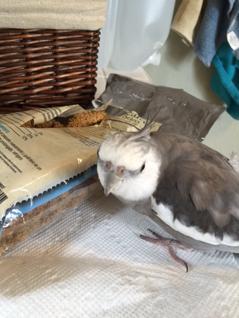 Back! Get back! The suspect is armed and flingable! (all hissed to the sound of rapidly retreating claw steps)...