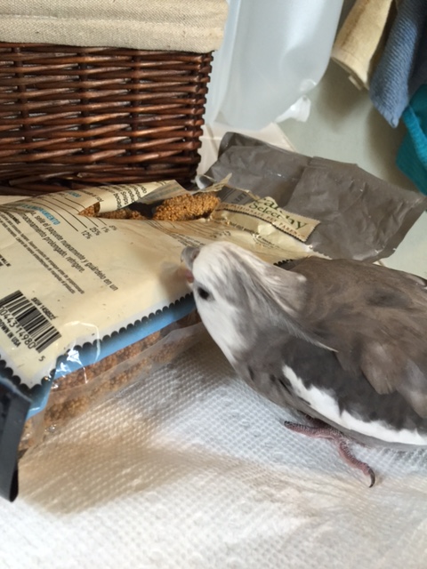 Now where were we? Oh yes, the "pat down."