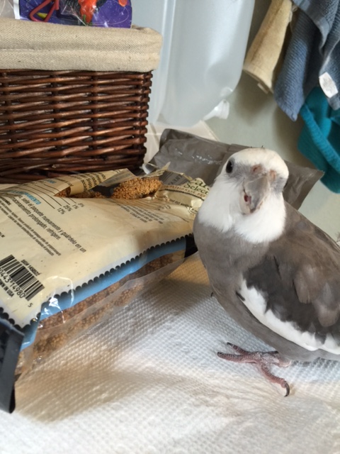 Yes, I understand the risks. Yes, I know it is urgent. Yes, I'm on it.