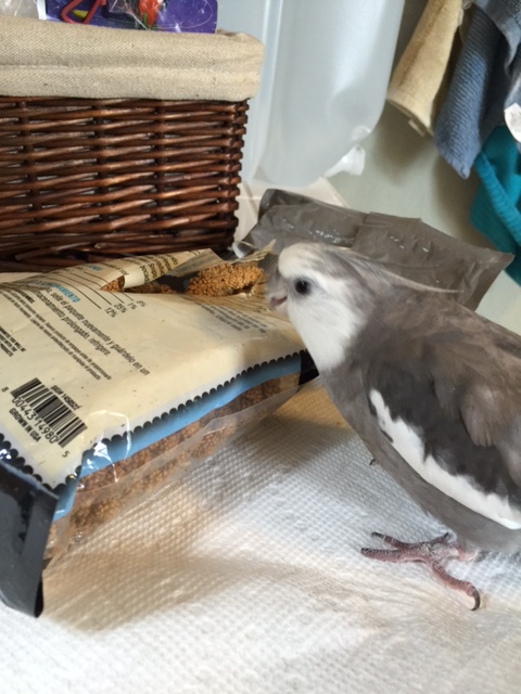 Well, well, well. What have we here? I do believe it is my old arch enemy counter-spy, Mr. Millet.