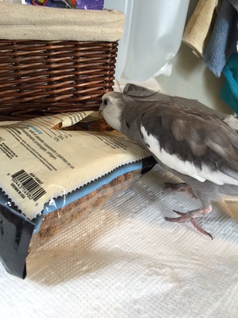 Well, it would seem I got the jump on Mr. Millet and he is paralyzed with fear. Might as well have a little snack before hauling him off for questioning....