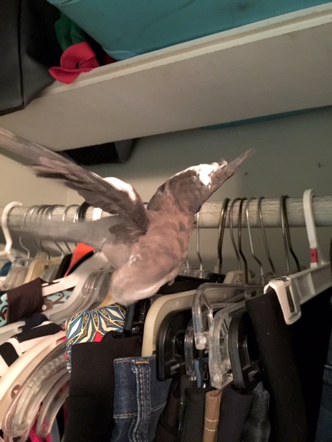 Danger! Danger! Do Not Wear! Do Not Wear!