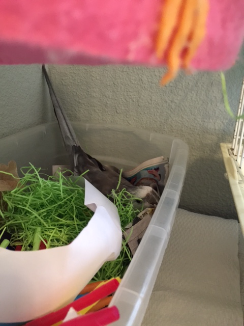 In Phase 2, the check goes subterranean as the nest ops specialist scrutinizes the nest's foundation and structure.