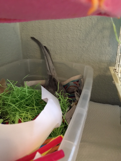 At this point, do not be alarmed if the nest ops specialist disappears from view.