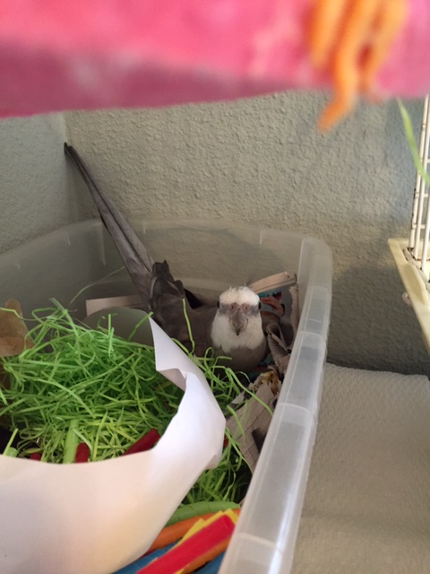 When the nest ops specialist emerges once more, look for the "all clear" signal to know that the nest ops maneuver is complete.