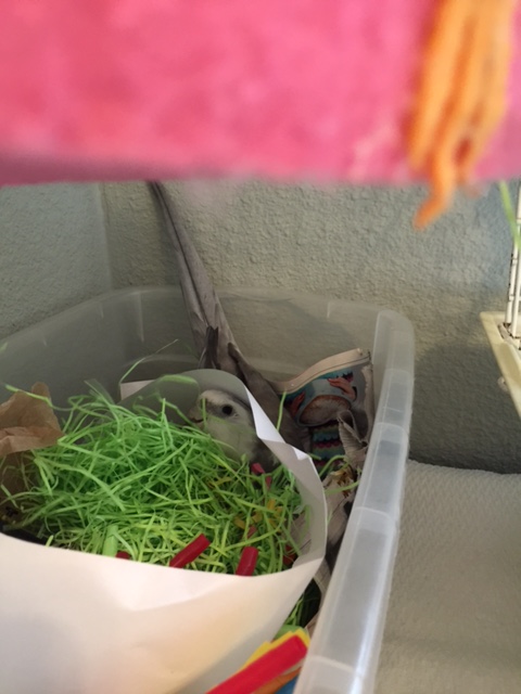 The final step is to check the interior of the nest site for any threats, including lurking paparazzi.