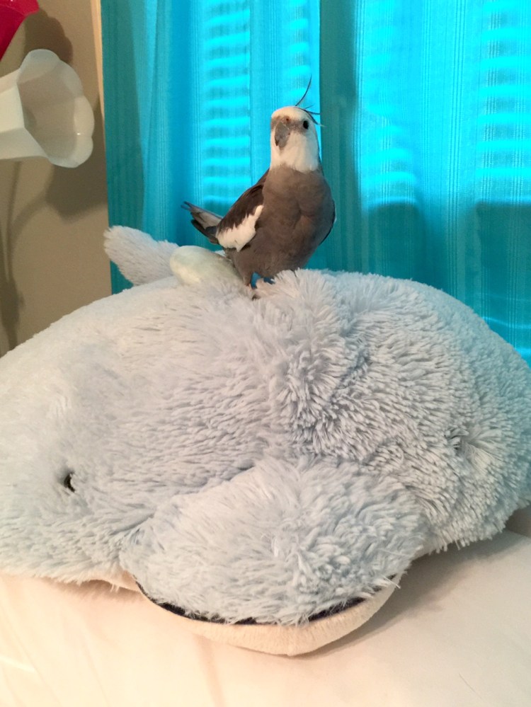 Pearl. Attempting to use "cuteness" to motivate his mommy to hurry up already and get his new blog UP!!