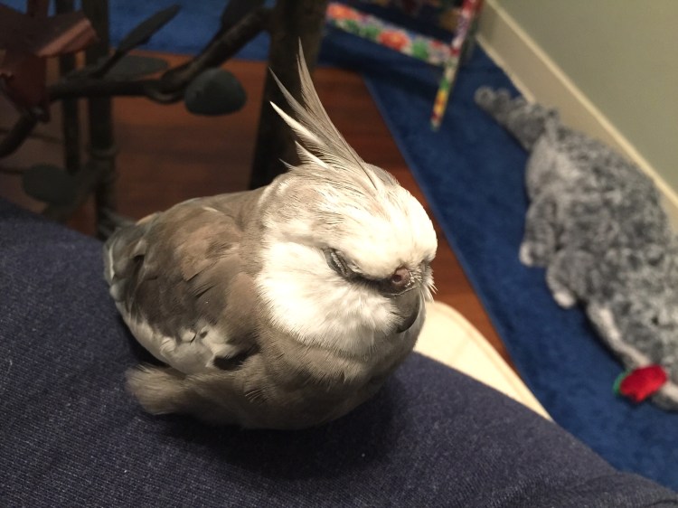 A certain in-demand muse (with feathers) rests up so he can deliver top-notch creative content for his VIP fans!