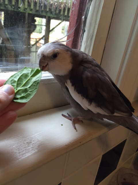 I'm not really hungry but I can fit in a nibble or two.