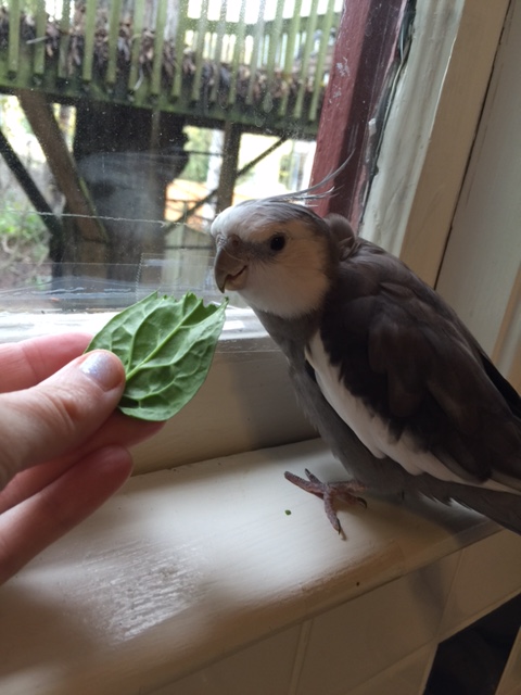 Oh, well, sure - I'll try a bite of that green thing.