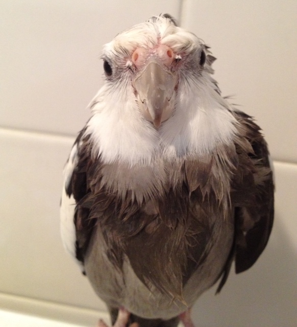 In this image, notice how the model's pure white crest and heck feathers flow elegantly into the silver-grey of the body feathers, evoking a silver bell.