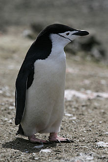 A chinstrap penguin displays both cuteness and craftiness (image courtesy of Wikipedia).