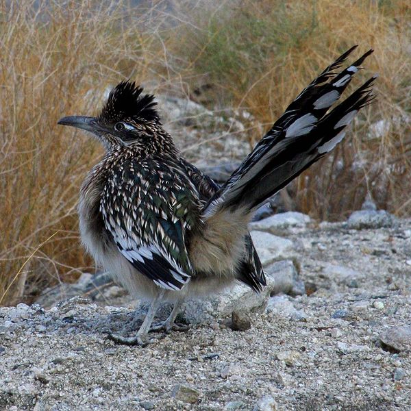 A greater roadrunner displaying his long tail, short crest and generous underfluffies. (Image courtesy of Wikimedia Commons)