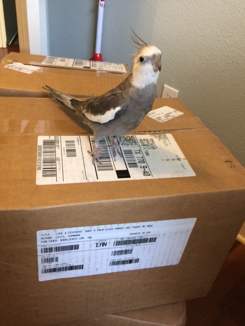 Yes, Mom - we will call this photo shoot "Beautiful Bird (with boxes)."