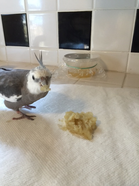 Sigh. I can feel the buildup on my neat curved beak, but my waitress is still working on the last assignment I gave her.