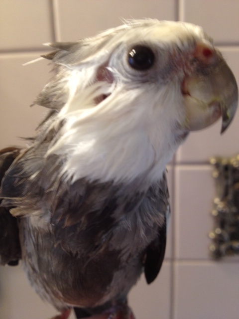 Notice how the model expertly balances cuteness (ref: wide black eyes) with craftiness (ref: spiky crest feathers all the way from beak to neckline).