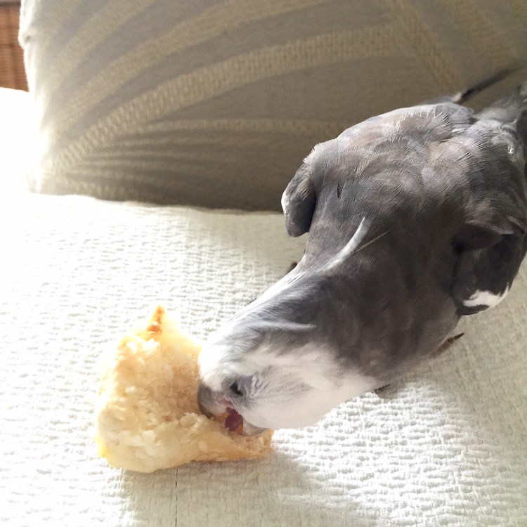 My mommy sure does love me - not only did she give up her (my) dinner roll right away, but now she is pointing the small rectangular flashing thing at me and oohing and aahing with pride!