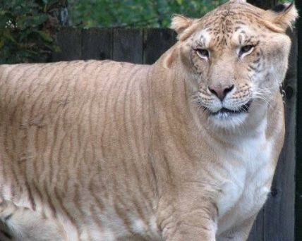 A liger, looking very large indeed (image courtesy of flickr/aliwest44).