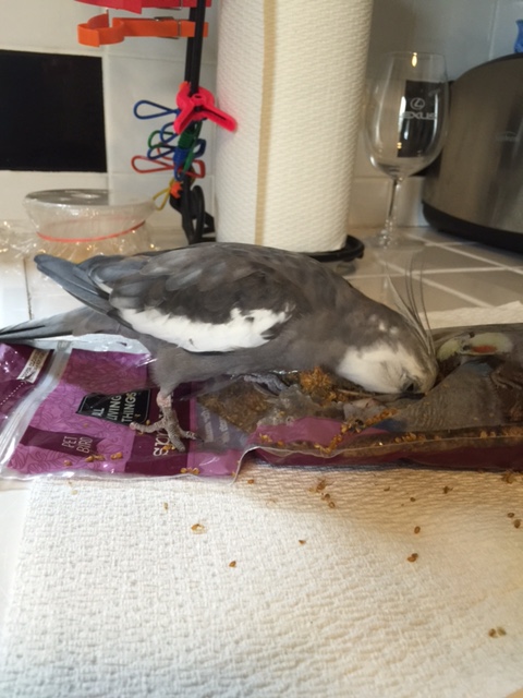 Gosh, I feel so loved - Mom stopped what she was doing to grab the small rectangular flashing thing and "ooh" and "aah" over my cuteness as I eat my breakfast!