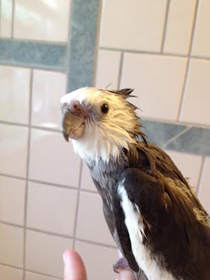 Here, notice how the model's understated crest flows back from the neckline as he prepares to display it.