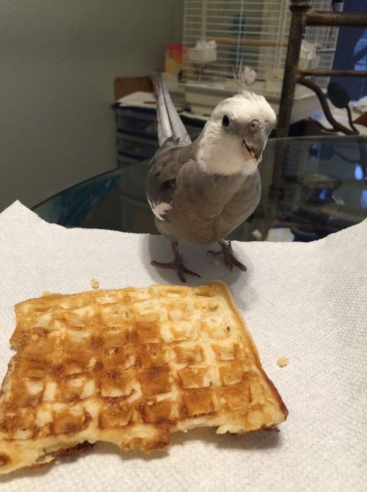 Pearl celebrating National Waffle (um, Bird) Day...while keeping a close eye out for poachers...