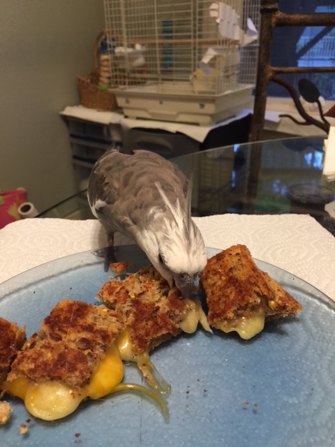 How a bird always knows he is loved. <3