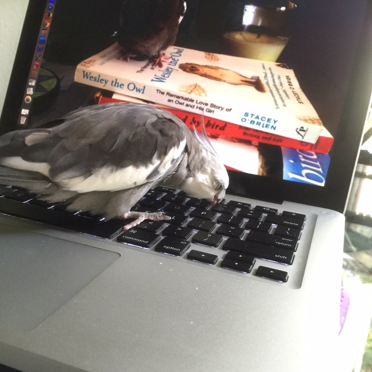 When you finally get the large rectangular silver thing with the crunchy flingable keys all to yourself...and your mommy doesn't take you away when she notices!
