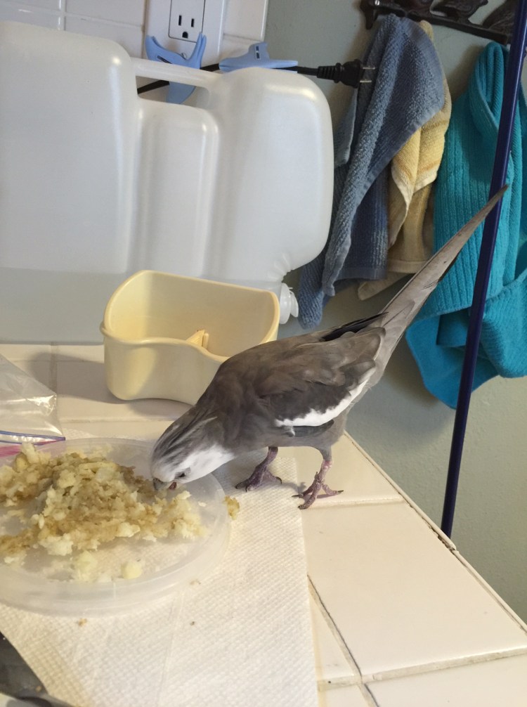 When you sneak up to sample your little shelled sister's lunch and your mommy lets you eat your fill.