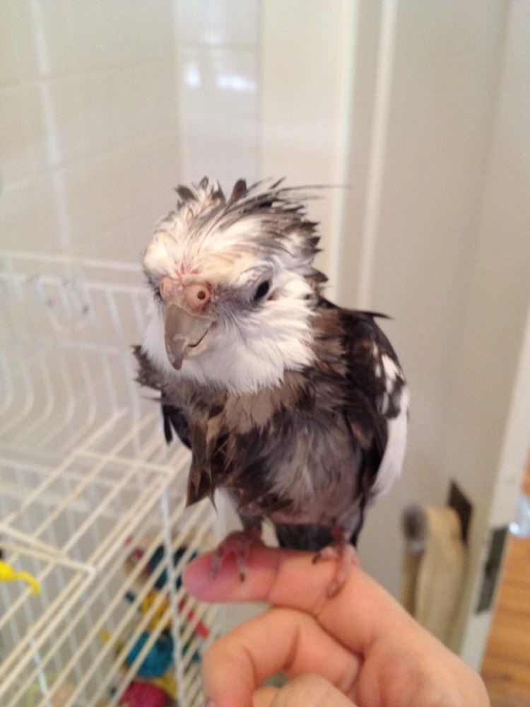 Here, notice how the model's short yet powerful crest spikes up and away from the neckline, giving it that signature "roadrunner" look.