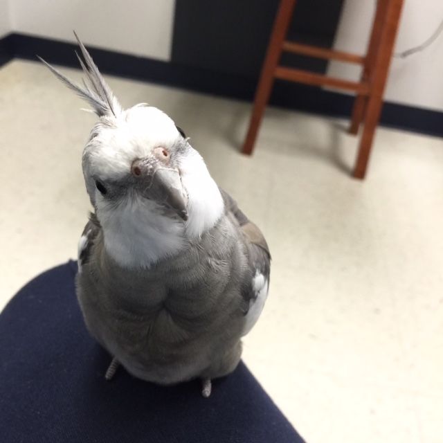 What do you mean by "vet?" And why is that featherless being coming right towards us?!?