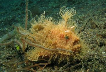 A hairy frogfish extends its lure to catch passing prey (image courtesy of Wikipedia).
