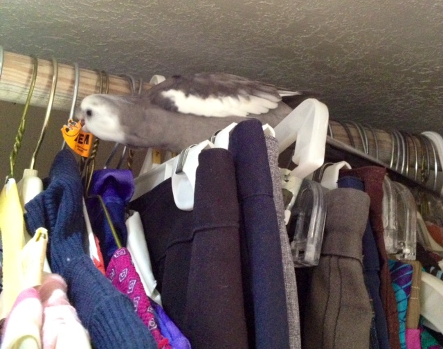 When you play inside your mommy's closet and she lets you chew all the tags and (um) decorate certain items as you see fit.