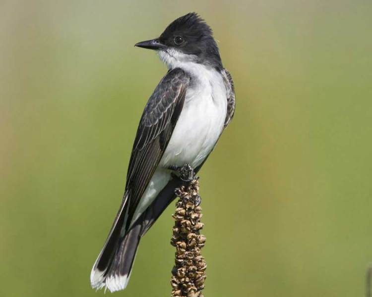 An Eastern kingbird displays its formal feathers (image courtesy of Audubon).