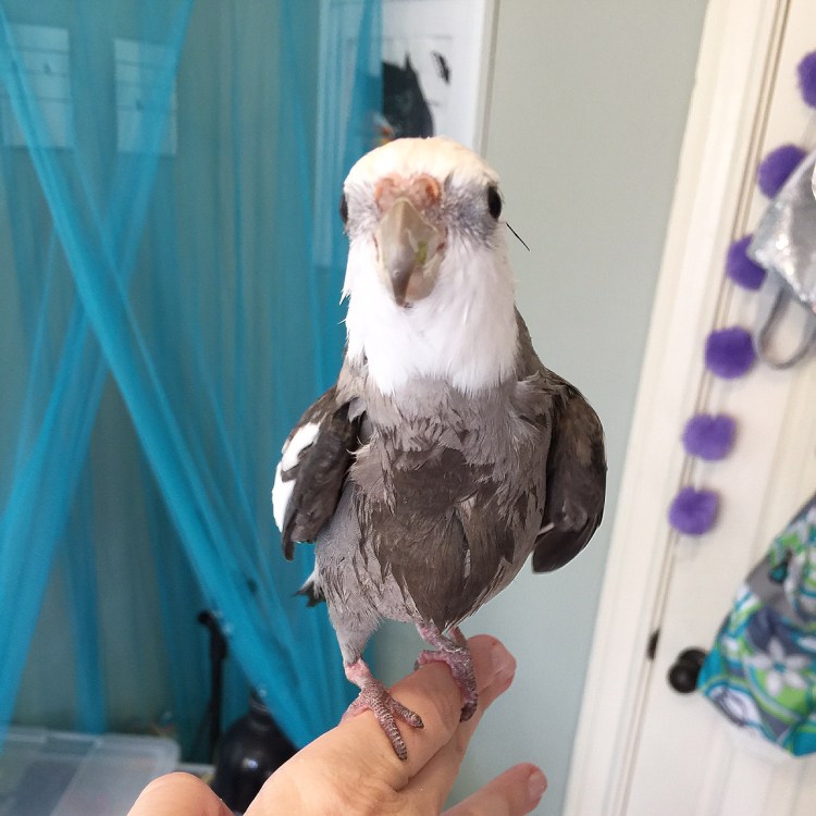Here, notice how not one formal feather is out of place from the tip of the model's crest down to his manly (and cute) pink feet.