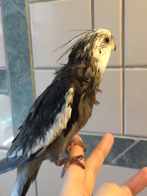 Notice how the model's crest extends out into the distance, giving a nod to the frogfish's signature "lure."